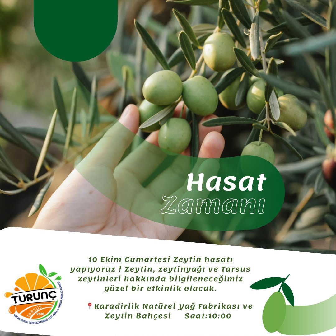 Hasat Zamanı(Zeytin)