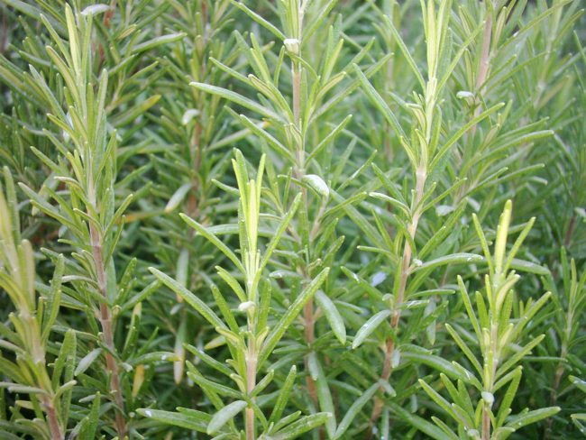Tarsus Biberiyesi